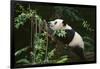 Giant Panda in the Forest-DLILLC-Framed Photographic Print