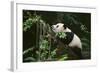 Giant Panda in the Forest-DLILLC-Framed Photographic Print