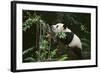 Giant Panda in the Forest-DLILLC-Framed Photographic Print