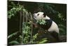 Giant Panda in the Forest-DLILLC-Mounted Photographic Print