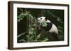 Giant Panda in the Forest-DLILLC-Framed Photographic Print