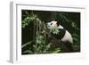 Giant Panda in the Forest-DLILLC-Framed Photographic Print