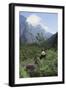 Giant Panda in the Forest-DLILLC-Framed Photographic Print