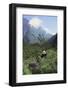 Giant Panda in the Forest-DLILLC-Framed Photographic Print