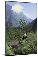 Giant Panda in the Forest-DLILLC-Mounted Photographic Print