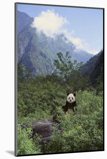 Giant Panda in the Forest-DLILLC-Mounted Photographic Print