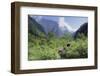 Giant Panda in the Forest-DLILLC-Framed Photographic Print