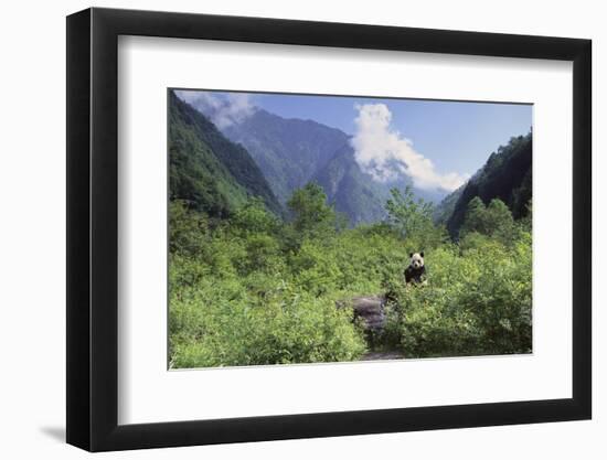 Giant Panda in the Forest-DLILLC-Framed Photographic Print