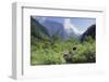 Giant Panda in the Forest-DLILLC-Framed Photographic Print