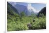 Giant Panda in the Forest-DLILLC-Framed Photographic Print