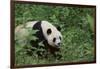 Giant Panda in the Forest-DLILLC-Framed Photographic Print