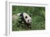 Giant Panda in the Forest-DLILLC-Framed Photographic Print