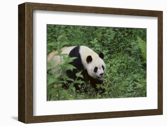 Giant Panda in the Forest-DLILLC-Framed Photographic Print