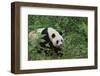 Giant Panda in the Forest-DLILLC-Framed Photographic Print