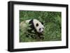 Giant Panda in the Forest-DLILLC-Framed Photographic Print