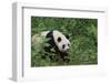 Giant Panda in the Forest-DLILLC-Framed Photographic Print