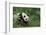 Giant Panda in the Forest-DLILLC-Framed Photographic Print