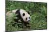 Giant Panda in the Forest-DLILLC-Mounted Photographic Print