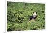 Giant Panda in the Forest-DLILLC-Framed Photographic Print