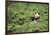 Giant Panda in the Forest-DLILLC-Framed Photographic Print