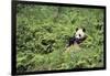 Giant Panda in the Forest-DLILLC-Framed Photographic Print