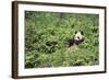 Giant Panda in the Forest-DLILLC-Framed Photographic Print