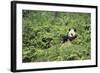 Giant Panda in the Forest-DLILLC-Framed Photographic Print