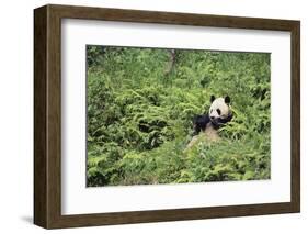 Giant Panda in the Forest-DLILLC-Framed Photographic Print