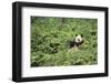 Giant Panda in the Forest-DLILLC-Framed Photographic Print