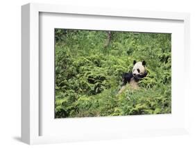 Giant Panda in the Forest-DLILLC-Framed Photographic Print