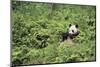 Giant Panda in the Forest-DLILLC-Mounted Photographic Print