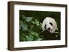 Giant Panda in the Forest-DLILLC-Framed Photographic Print