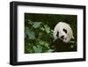 Giant Panda in the Forest-DLILLC-Framed Photographic Print