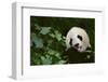 Giant Panda in the Forest-DLILLC-Framed Photographic Print