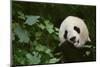 Giant Panda in the Forest-DLILLC-Mounted Photographic Print