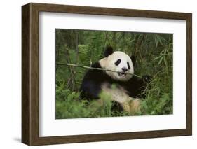 Giant Panda in the Forest-DLILLC-Framed Photographic Print