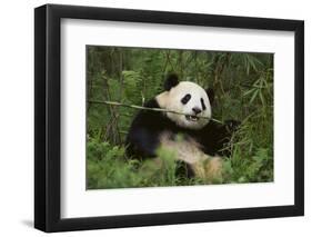 Giant Panda in the Forest-DLILLC-Framed Photographic Print