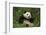 Giant Panda in the Forest-DLILLC-Framed Photographic Print