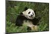 Giant Panda in the Forest-DLILLC-Mounted Photographic Print