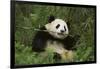 Giant Panda in the Forest-DLILLC-Framed Photographic Print