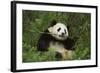 Giant Panda in the Forest-DLILLC-Framed Photographic Print