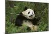 Giant Panda in the Forest-DLILLC-Mounted Photographic Print