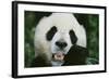 Giant Panda in the Forest-DLILLC-Framed Photographic Print