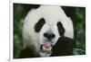 Giant Panda in the Forest-DLILLC-Framed Photographic Print