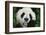 Giant Panda in the Forest-DLILLC-Framed Photographic Print