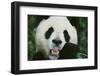 Giant Panda in the Forest-DLILLC-Framed Photographic Print