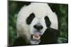 Giant Panda in the Forest-DLILLC-Mounted Photographic Print