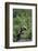 Giant Panda in the Forest-DLILLC-Framed Photographic Print