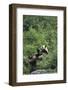 Giant Panda in the Forest-DLILLC-Framed Photographic Print