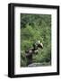 Giant Panda in the Forest-DLILLC-Framed Photographic Print